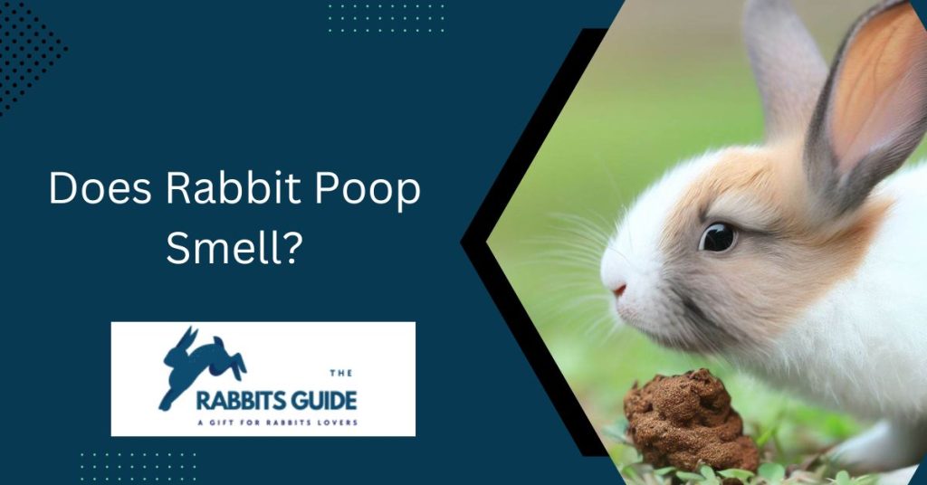 Does Rabbit Poop Smell? Debunking The Myth (September 2024)