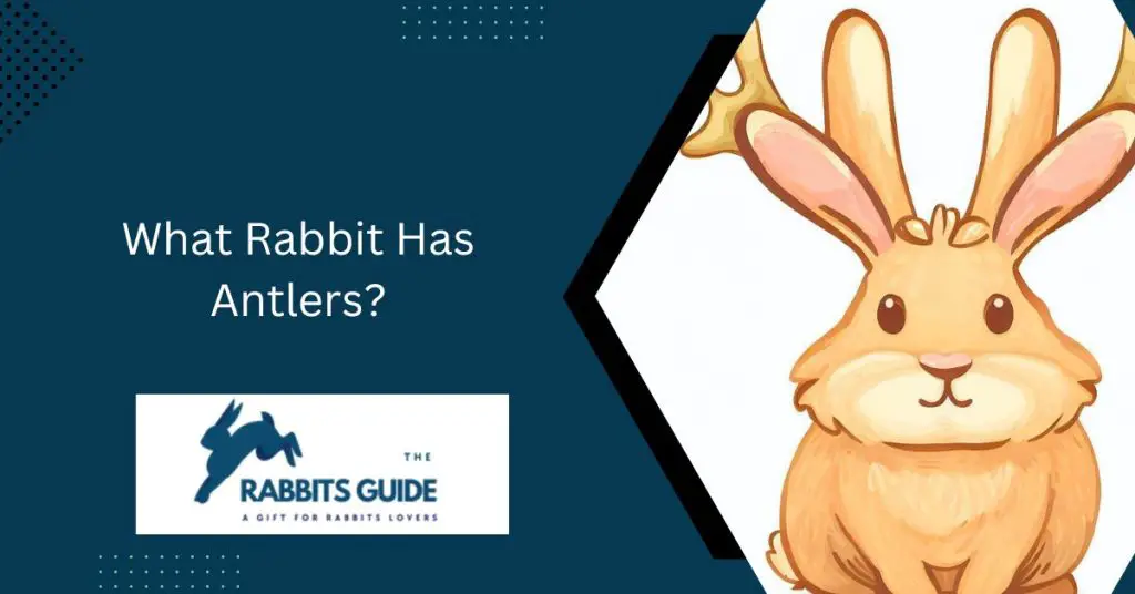 What Rabbit Has Antlers?