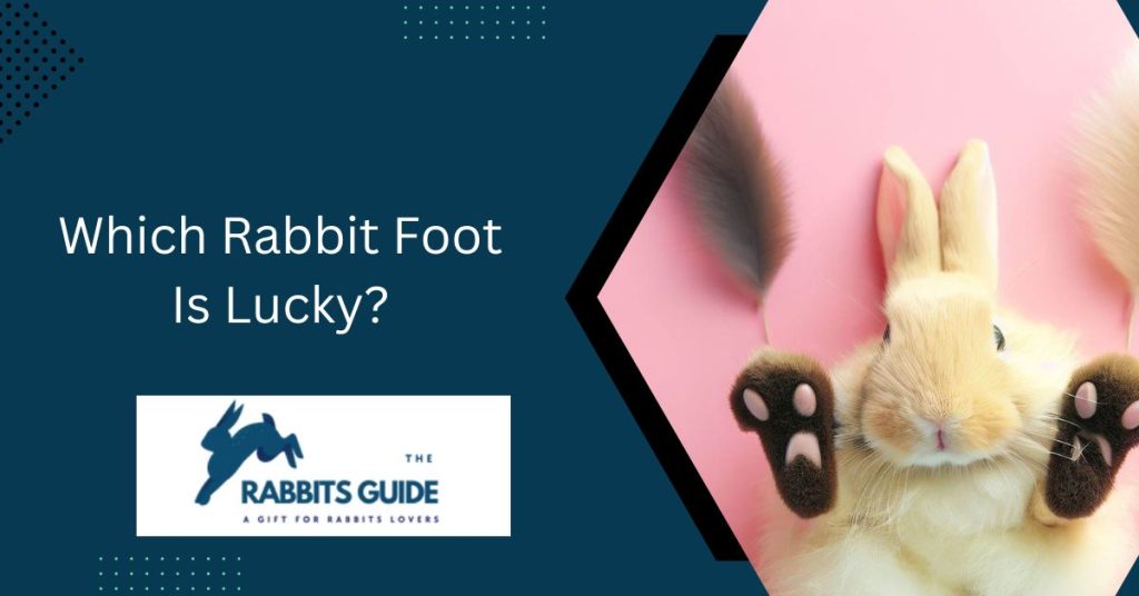 Which Rabbit Foot Is Lucky?