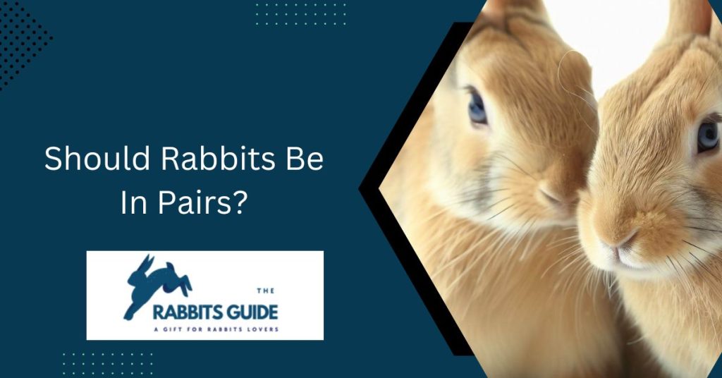 Should Rabbits Be In Pairs?