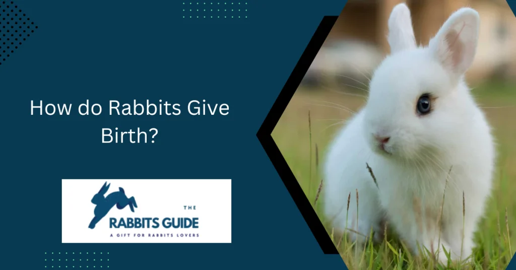 How do Rabbits Give Birth?