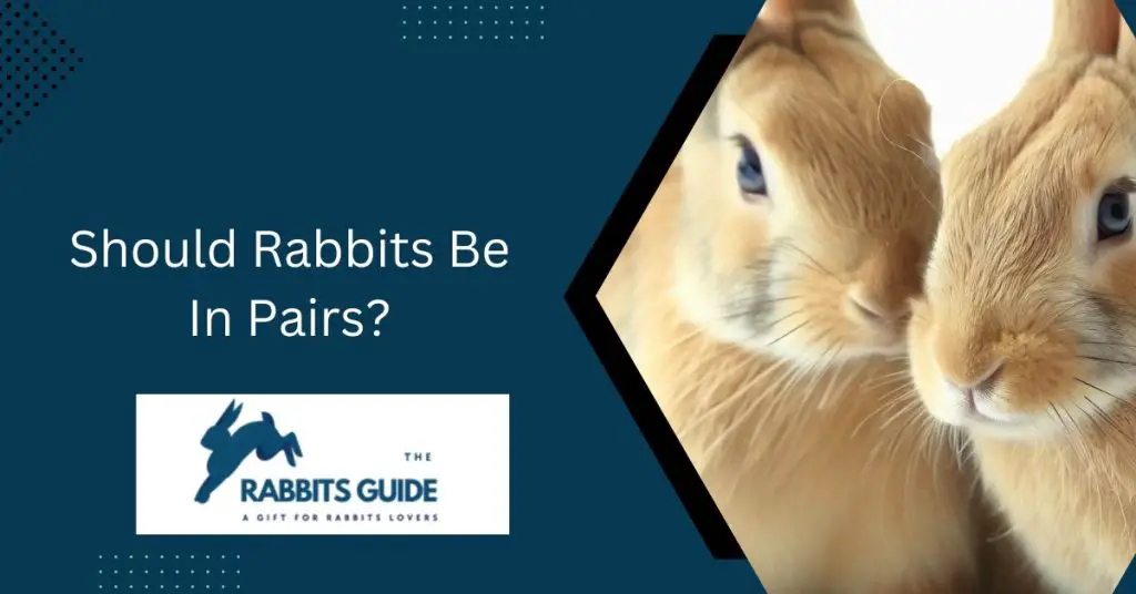 Should Rabbits Be In Pairs?_ Pros And Cons 1 Should Rabbits Be In Pairs?