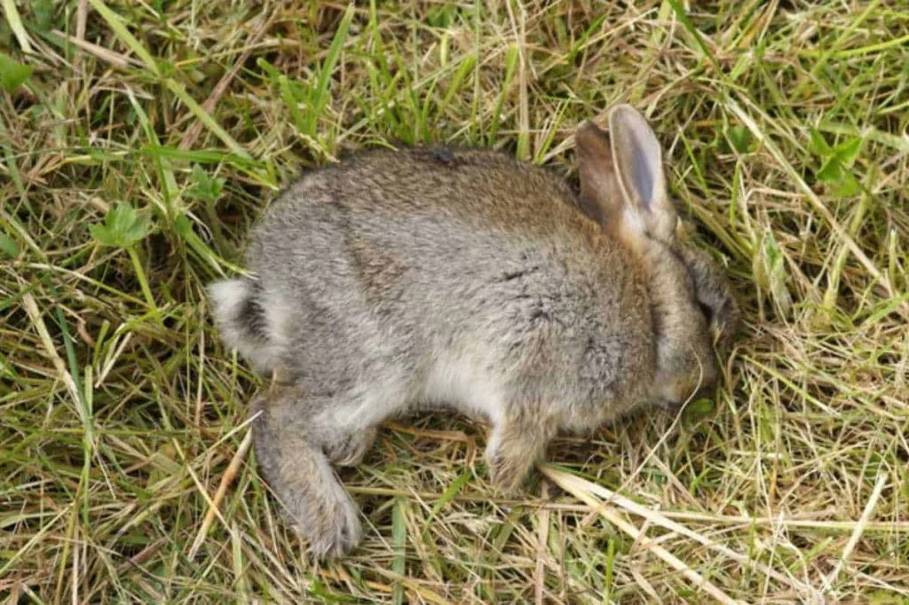 Rabbit Giving Birth To Dead Babies