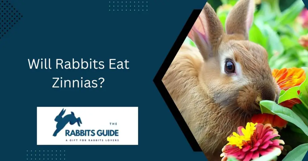Will Rabbits Eat Zinnias?