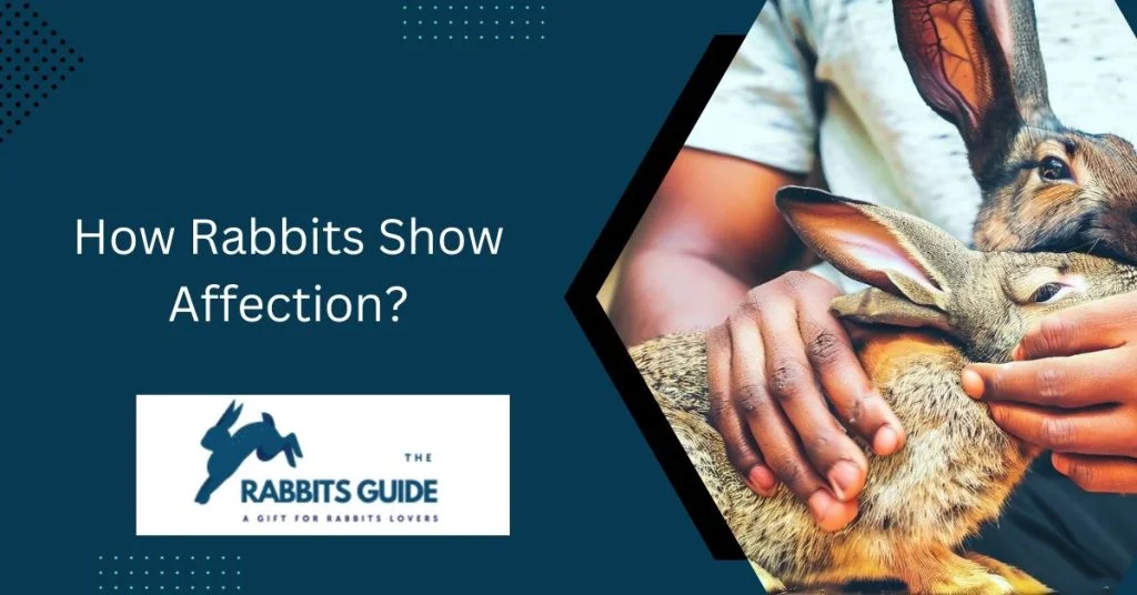 How Rabbits Show Affection? 1 How Rabbits Show Affection