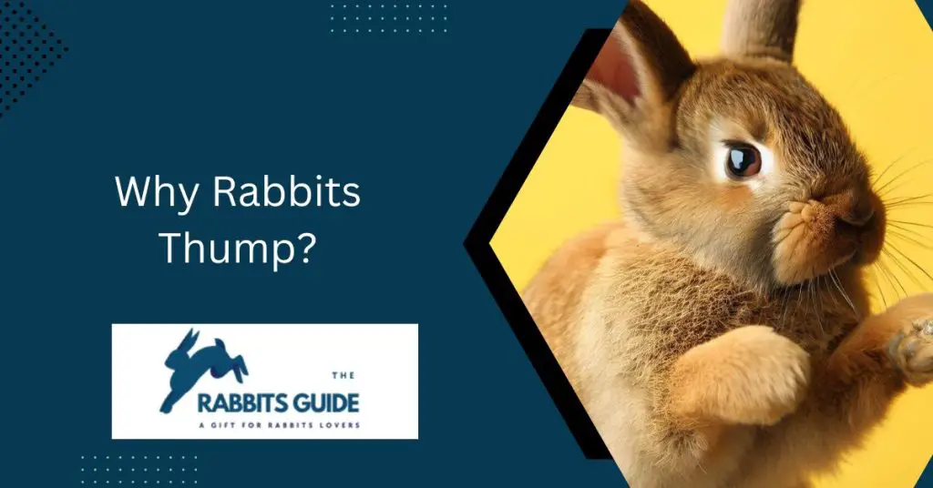 Why Rabbits Thump? Reasons and Meanings 1 Why Rabbits Thump?