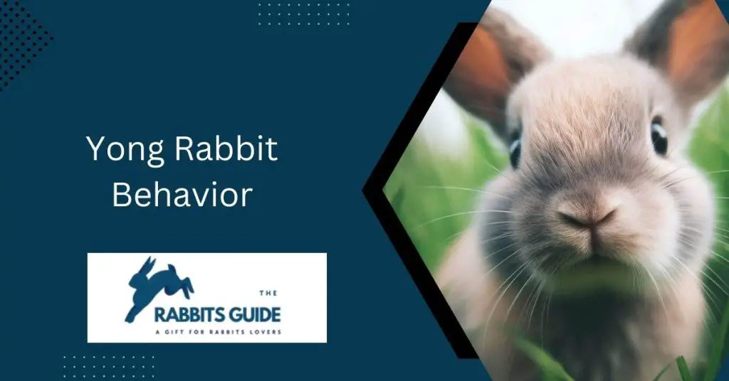 Yong Rabbit Behavior: A Comprehensive Guide 1 Yong Rabbit Behavior
