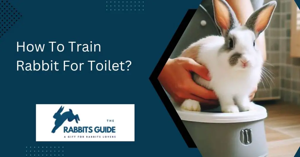 How To Train Rabbit For Toilet?
