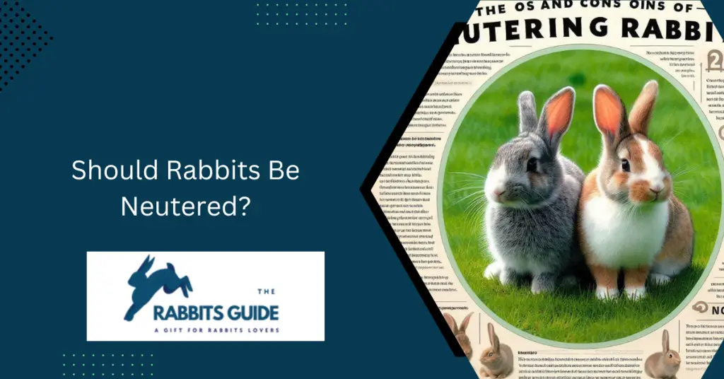 Should Rabbits Be Neutered?