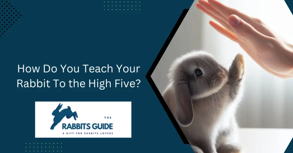 How Do You Teach Your Rabbit To the High Five?