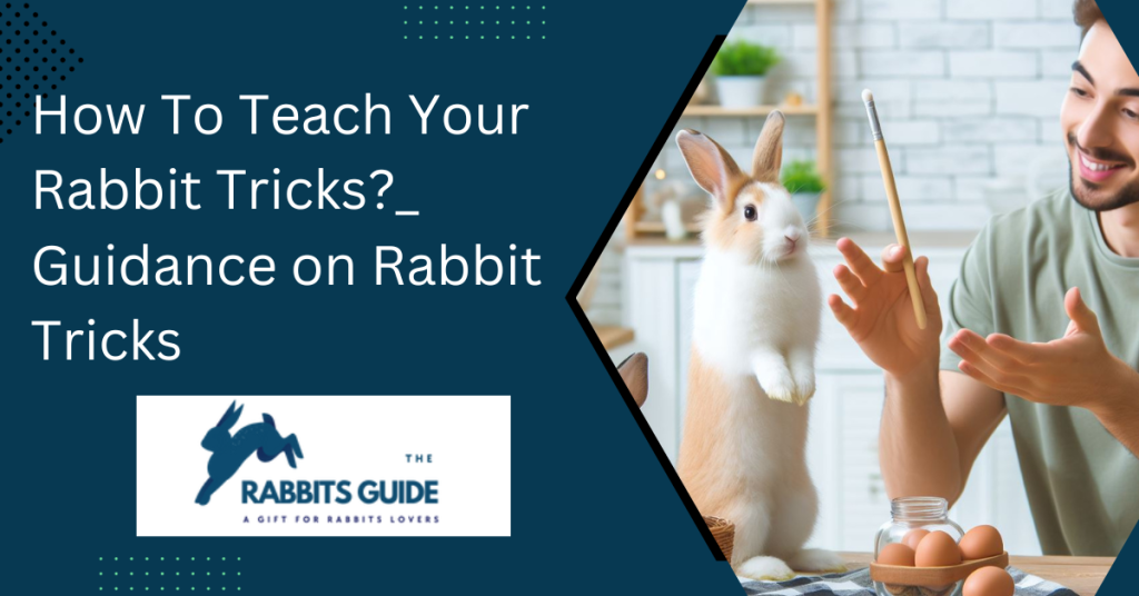 How To Teach Your Rabbit Tricks?_ Guidance on Rabbit Tricks