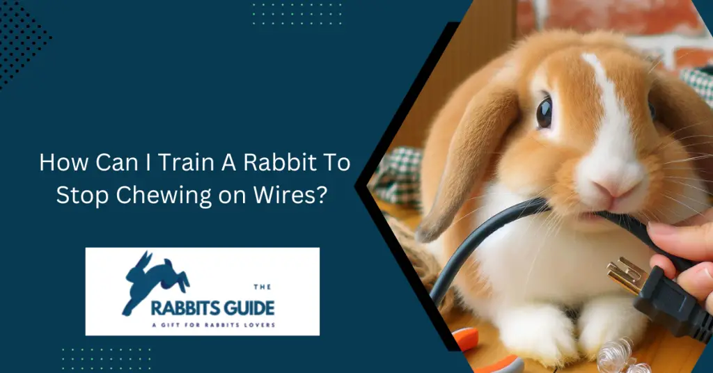 How Can I Train A Rabbit To Stop Chewing on Wires? 