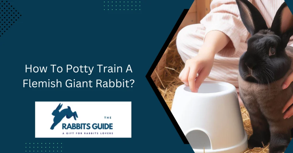How To Potty Train A Flemish Giant Rabbit? 1 How To Potty Train A Flemish Giant Rabbit?