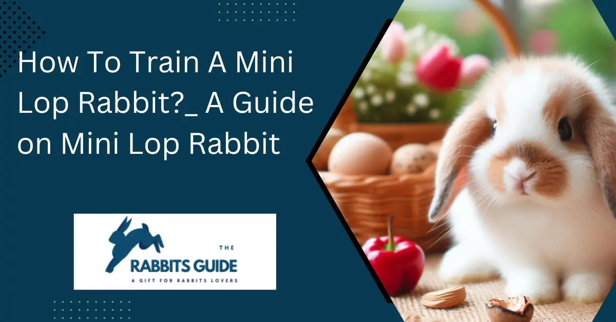 How To Train A Mini Lop Rabbit?_ A Guide on Mini Lop Rabbit 1 orange and white cooking class channel youtube thumbnail 1200 × 628px 5