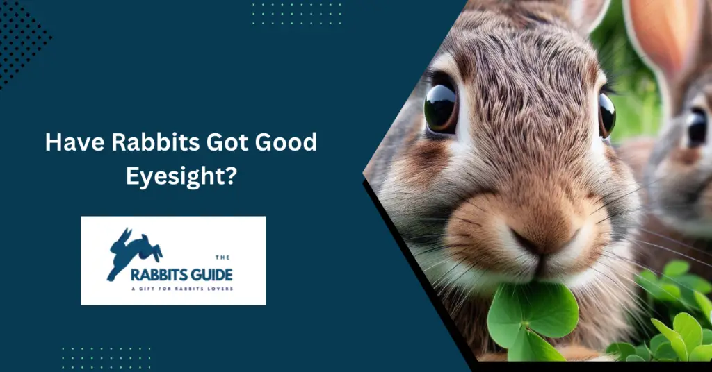 Have Rabbits Got Good Eyesight?