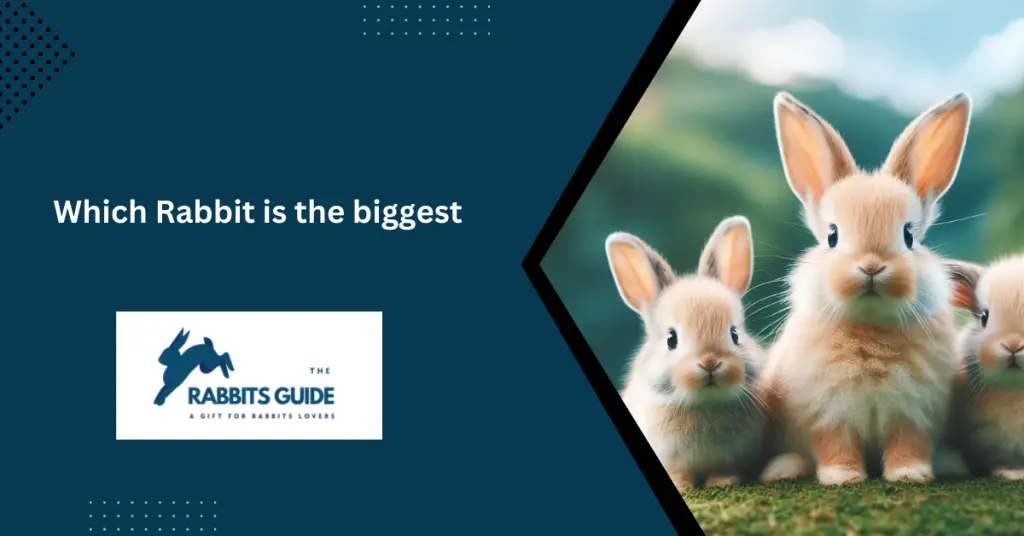 Which Rabbit is the biggest?