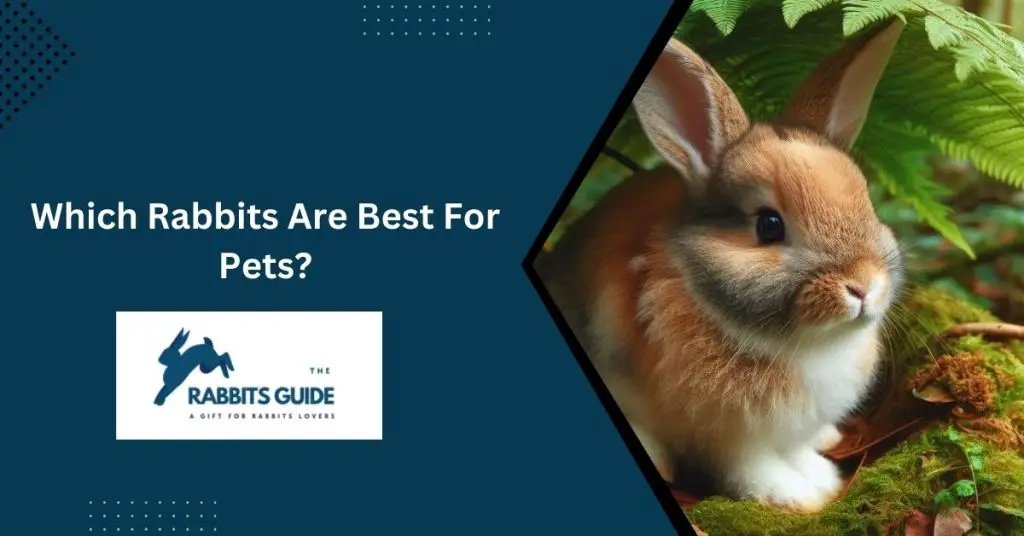 Which Rabbits Are Best For Pets?
