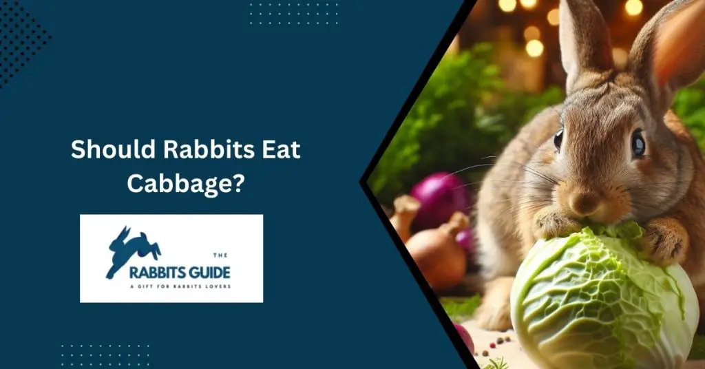 Should Rabbits Eat Cabbage?