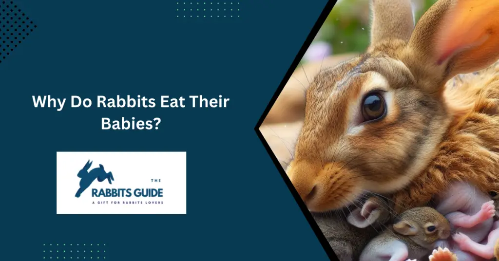 Why Do Rabbits Eat Their Babies?
