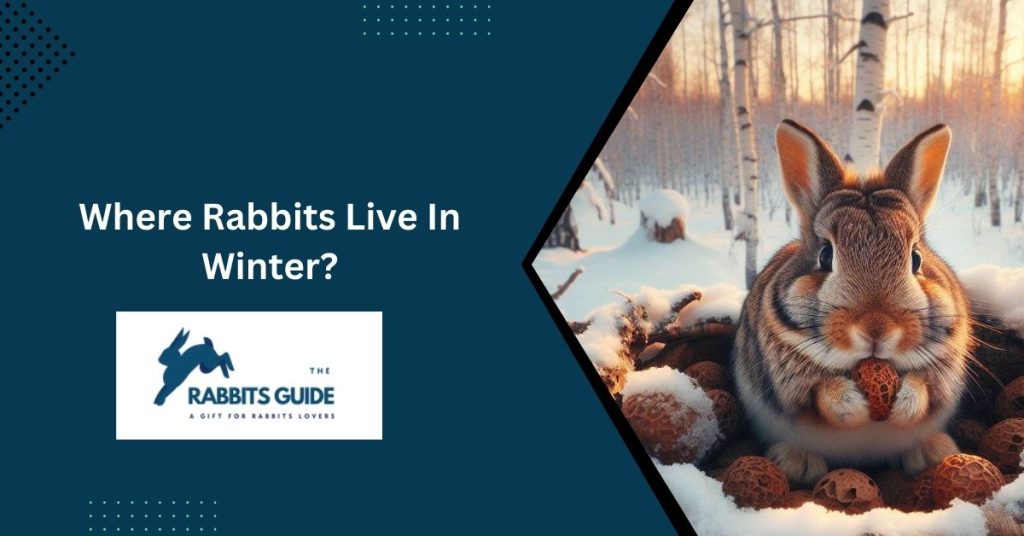 Where Rabbits Live In Winter?