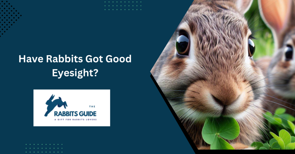 Have Rabbits Got Good Eyesight? (September 2024)