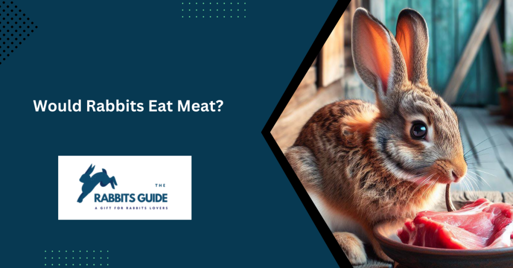 Would Rabbits Eat Meat? 1 Would Rabbits Eat Meat?