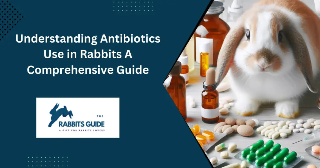 Understanding Antibiotics Use in Rabbits A Comprehensive Guide